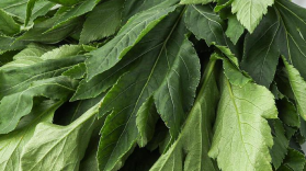 Gambar beberapa helai daun