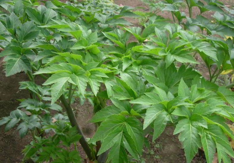 Ashitaba: Daun Ajaib dari Jepang, Segudang Manfaat Kesehatan
