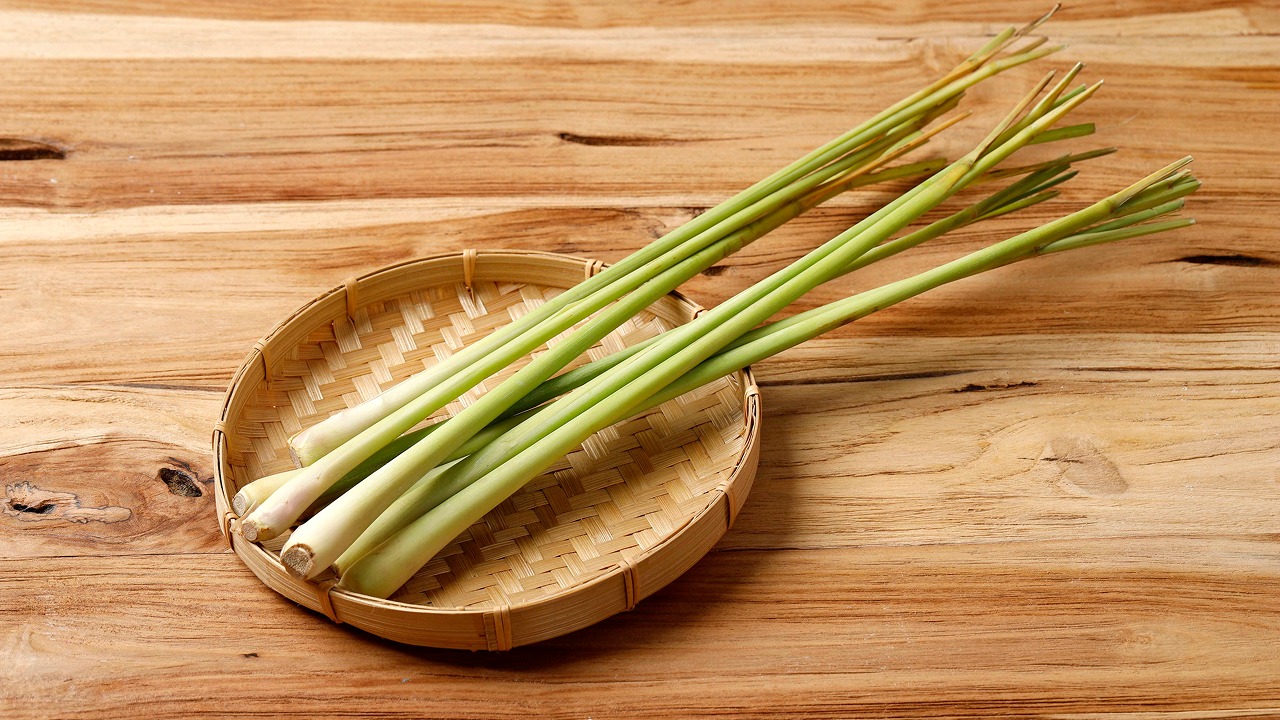 serai wangi penolak nyamul alami